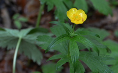 Ranunculus cassubicus
