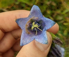 Campanula barbata
