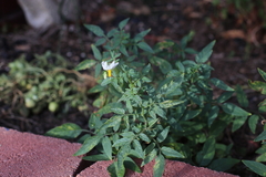 Solanum jamesii