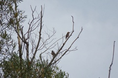 Coccothraustes coccothraustes