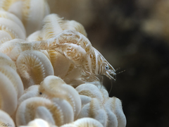 Hippolyte commensalis