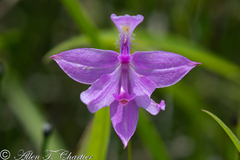 Calopogon tuberosus