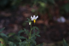 Solanum jamesii