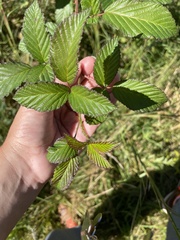 Rubus pensilvanicus