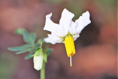 Solanum jamesii