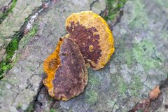 Fuscoporia gilva