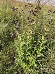 Silphium integrifolium