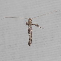 Caloptilia triadicae