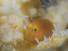 Gobiodon prolixus