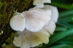 Pleurotus
