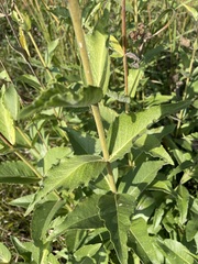 Silphium integrifolium