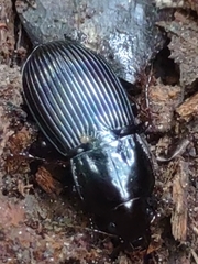 Trombidiformes