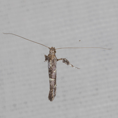 Caloptilia triadicae