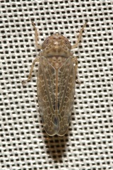 Allygidius furcatus