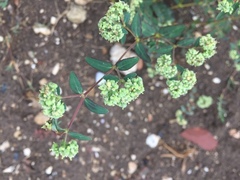 Euphorbia lasiocarpa