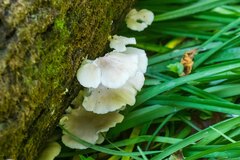 Pleurotus