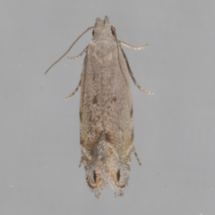 Battaristis concinnusella