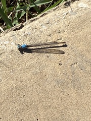 Argia apicalis