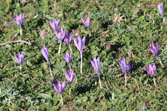 Crocus nudiflorus