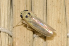 Macrosteles septemnotatus