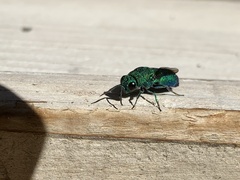 Chrysididae