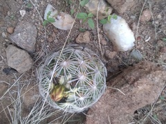 Coryphantha radians