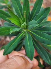 Euphorbia amygdaloides
