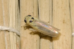 Macrosteles septemnotatus