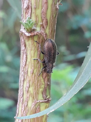 Lagria villosa