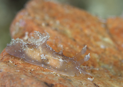 Plocamopherus indicus