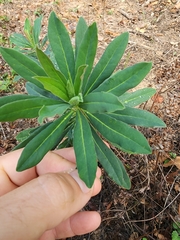 Euphorbia amygdaloides