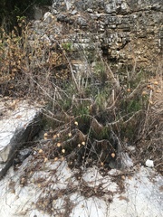 Ptilostemon gnaphaloides