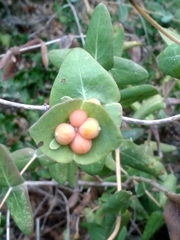 Lonicera implexa