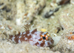 Sebastapistes cyanostigma