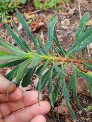 Euphorbia amygdaloides