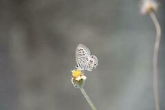 Leptotes plinius