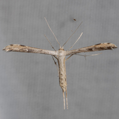Adaina ambrosiae