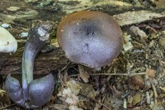 Cortinarius violaceus