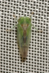 Viridicerus ustulatus