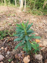 Euphorbia amygdaloides