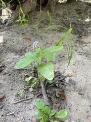 Heliotropium indicum