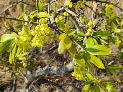 Ochna pulchra