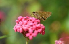 Borbo cinnara