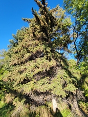 Picea glauca