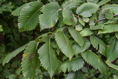 Ulmus americana