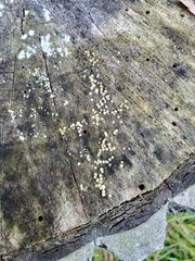 Helicogloea compressa