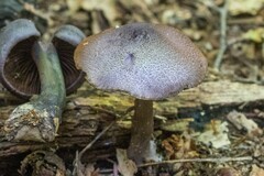Cortinarius violaceus