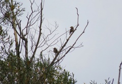Coccothraustes coccothraustes