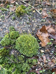 Bryum