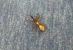 Rocconota annulicornis